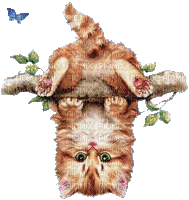MMarcia gif cat gato mignon - GIF animado grátis
