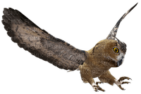 Kaz_Creations Owls Owl Birds Bird - бесплатно png