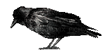 Raven 1 - Free animated GIF