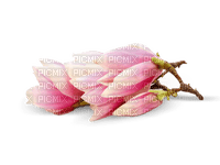 Magnolia - zdarma png