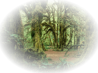 bosque - darmowe png