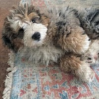sheepdog - png grátis