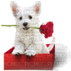 Cute little Dog - Безплатен анимиран GIF