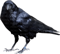 Kaz_Creations Bird Crow - zdarma png