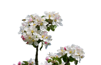Apfelblüte - Free PNG