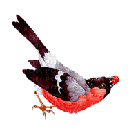 птица, гиф, Карина - GIF animado grátis