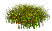 Kaz_Creations Deco Garden Grass - zdarma png