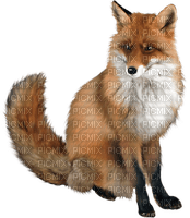 Kaz_Creations Fox - Free PNG