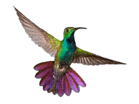 Hummingbird 08 - Free PNG