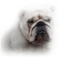 tube boulledog anglais - gratis png