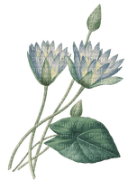lotus  Bb2 - ilmainen png