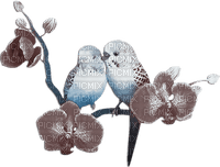 soave deco summer tropical bird parrot branch - 無料png