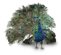 peacock - gratis png
