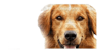 A Dog's Purpose Bailey - 免费PNG