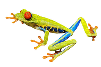 grenouille - darmowe png