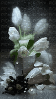 MMarcia gif tulipa tulip tulipe - 無料のアニメーション GIF