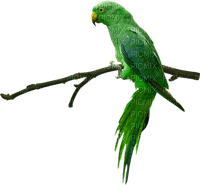 Parrot birds bp - ingyenes png