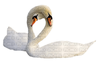 swan - фрее пнг