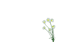 blommor---flowers - 無料png