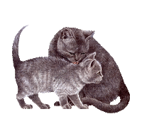 chats - Nemokamas animacinis gif