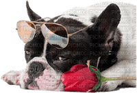 dog wearing glasses bp - бесплатно png