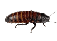 hissing cockroach - PNG gratuit