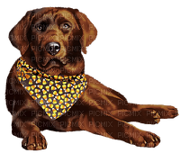 Dog Autumn - Labrador Retriever - Free PNG