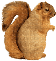 Brown Squirrel - PNG gratuit