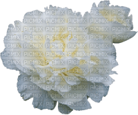 flowers peony, peonies bp - png grátis