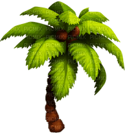 palm tree 🌴🌴  summer palme arbre êtê