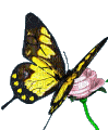 pillangó - Gratis animeret GIF