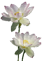 Цветок 2 - GIF animé gratuit