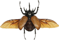gold brown beetle - zdarma png