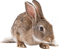 rabbit katrin - 無料png