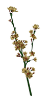 Tube Branche Fleurie - darmowe png