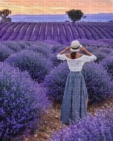 lavender field - PNG gratuit