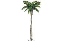 palmera palmier - bezmaksas png