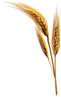 Dried grain - bezmaksas png