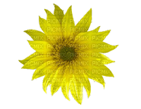 suncokret cvijeće - Gratis geanimeerde GIF
