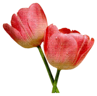 tulipan - 免费PNG