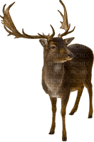 Reindeer.Brown.White - δωρεάν png