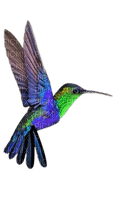 oiseau colibri - Free PNG