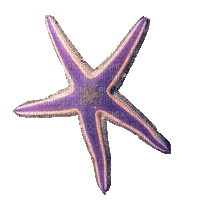 starfish - GIF animé gratuit