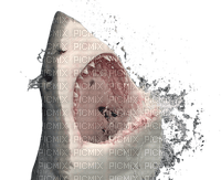 shark bp - PNG gratuit