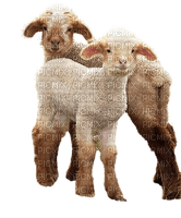 mouton - Free PNG