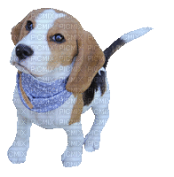 Dog Chien Beagle Tail Wagging Animated Sit