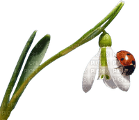 Snowdrop with Ladybug - png ฟรี