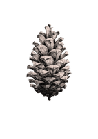 pinecone Bb2 - nemokama png