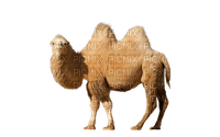 Kaz_Creations Animals-Animal-Camel - ingyenes png