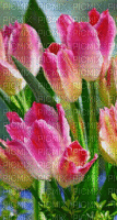 Tulipanes - Zdarma animovaný GIF